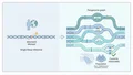 A public Saudi pangenome as reference for genomics in the Middle East — research illustration